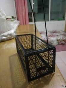 老鼠笼使用方法视频,视频教学助你一臂之力