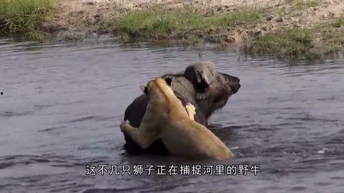 狐狸和猫的故事视频,狡猾狐狸与忠诚猫的智慧较量